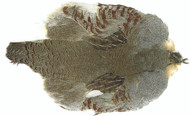 Hungarian Partridge Whole Skins