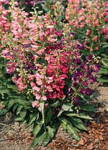 Penstemon Beardtongue Barbatus Rondo Mix