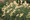Ornamental Grass Seed - Pennisetum Villosum Feathertop