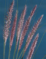 Ornamental Grass Seed - Pennisetum Setaceum Ruepelii