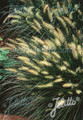 Ornamental Grass Seed - Pennisetum Alopecuroides Seeds