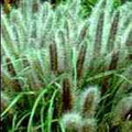 Ornamental Grass Seed - Pennisetum Alopecuroides Viridescens