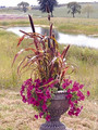 Pennisetum Millet Jester