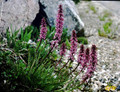 Pedicularis Groenlandica Seeds