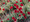 Papaver Poppy Commutatum Ladybird