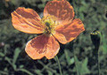 Papaver Poppy Atlanticum