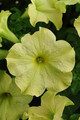 Petunia Sophistica Lime Green