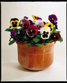 Pansy  Super Majestic Giant Series  Mix Seeds