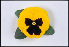 Pansy  Majestic Giant II  Yellow-Blotch Seeds