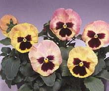 Pansy  Majestic Giant II  Sherry Seeds