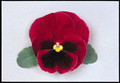 Pansy  Majestic Giant II  Red-Blotch Seed