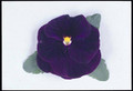 Pansy  Majestic Giant II  Purple-Blotch Seeds