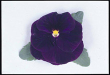 Pansy  Majestic Giant II  Purple-Blotch Seeds