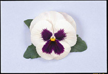 Pansy - Majestic Giant II - White-Blotch Seeds