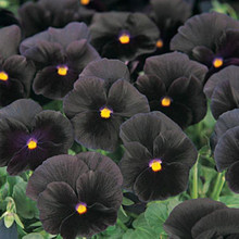 Pansy - Halloween II Seeds