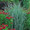 Panicum  Virgatum Strictum Switchgrass