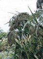 Panicum Switchgrass Violaceum