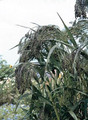 Panicum Switchgrass Violaceum