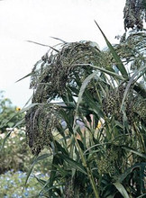 Panicum Switchgrass Violaceum