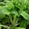 Pak Choi White Stem