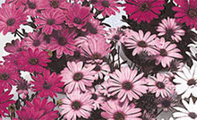 Osteospermum - Ballade Mix Annual Seeds