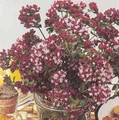 Origanum Vulgare Purple Maiden