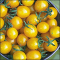 Blondkopfchen Tomato Seeds