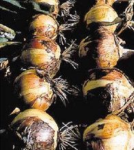 Onion Walla Walla
