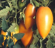 Orange Banana Heirloom Tomato