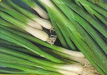 Onion Evergreen Bunching