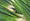 Onion Evergreen Bunching