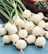 Onion Barletta White