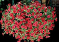 Petunia Ramblin Series Red