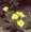 Oenothera Sundrops Fruticosa Youngii