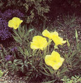 Oenothera Sundrops Fruticosa Youngii