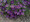 Nierembergia Purple Robe