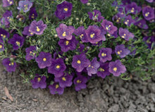 Nierembergia Purple Robe