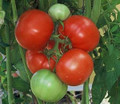 Nepal Heirloom Tomato