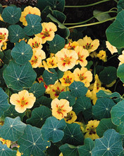 Nasturtium Tropaoleum Wina Peach Melba