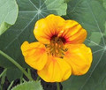 Nasturtium Tropaoleum Golden King