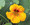 Nasturtium Tropaoleum Golden King