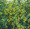 Nasturtium Tropaoleum Canary Bird Vine