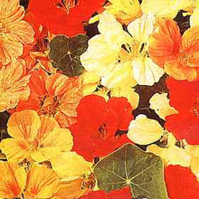 Nasturtium  Whirlybird Series Mix