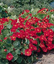 Nasturtium  Whirlybird Series Cherry Rose