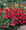 Nasturtium  Whirlybird Series Cherry Rose