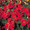 Nasturtium  Whirlybird Mahogany Red