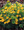 Nasturtium  Whirlybird Golden Yellow