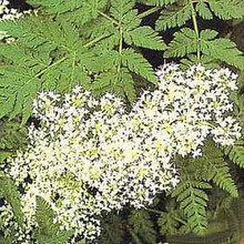 Myrrhis Odorata