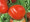 Mule Team Heirloom Tomato
