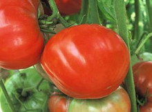 Mule Team Heirloom Tomato